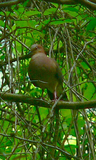 Leptotila ochraceiventris